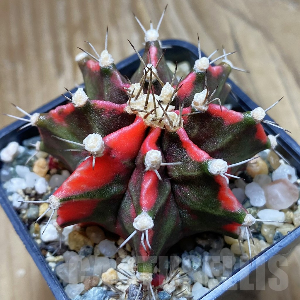 SH10225 Gymnocalycium mihanovichii 'Pink Japan'