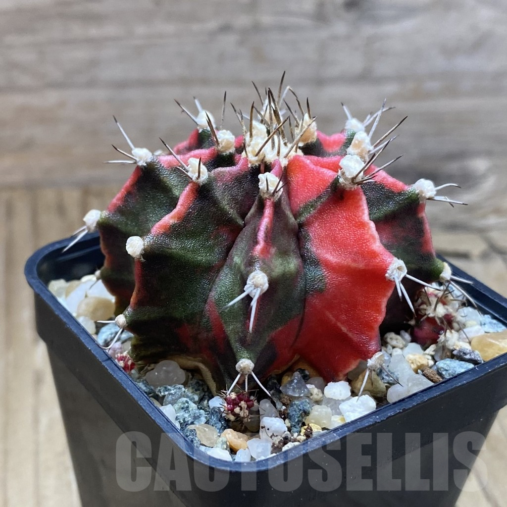 SH10225 Gymnocalycium mihanovichii 'Pink Japan' - Image 2