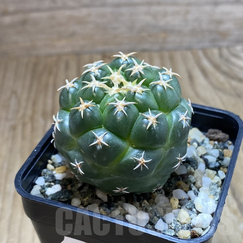 SH10203 Coryphantha elephantidens ‘Family’ - Image 2