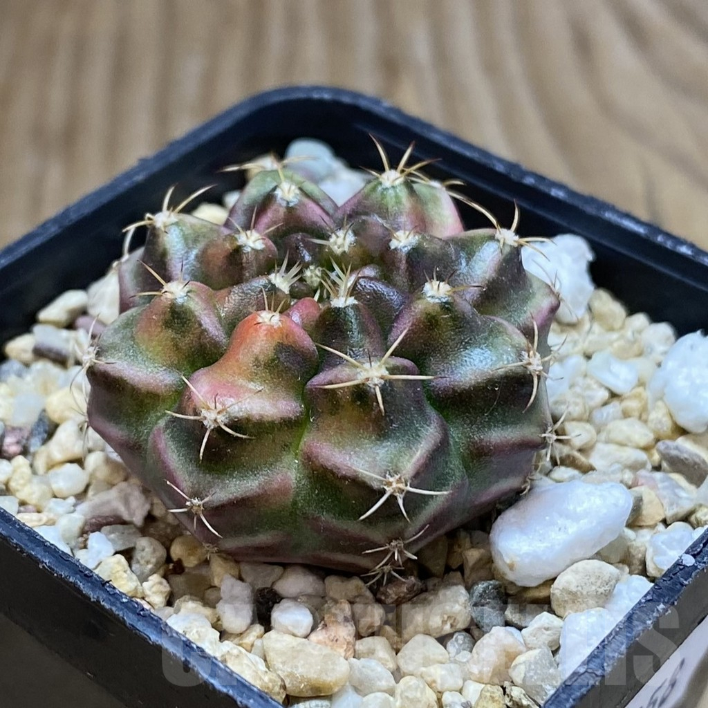 SH10358 Gymnocalycium damsii f. variegata, seedling - Image 2