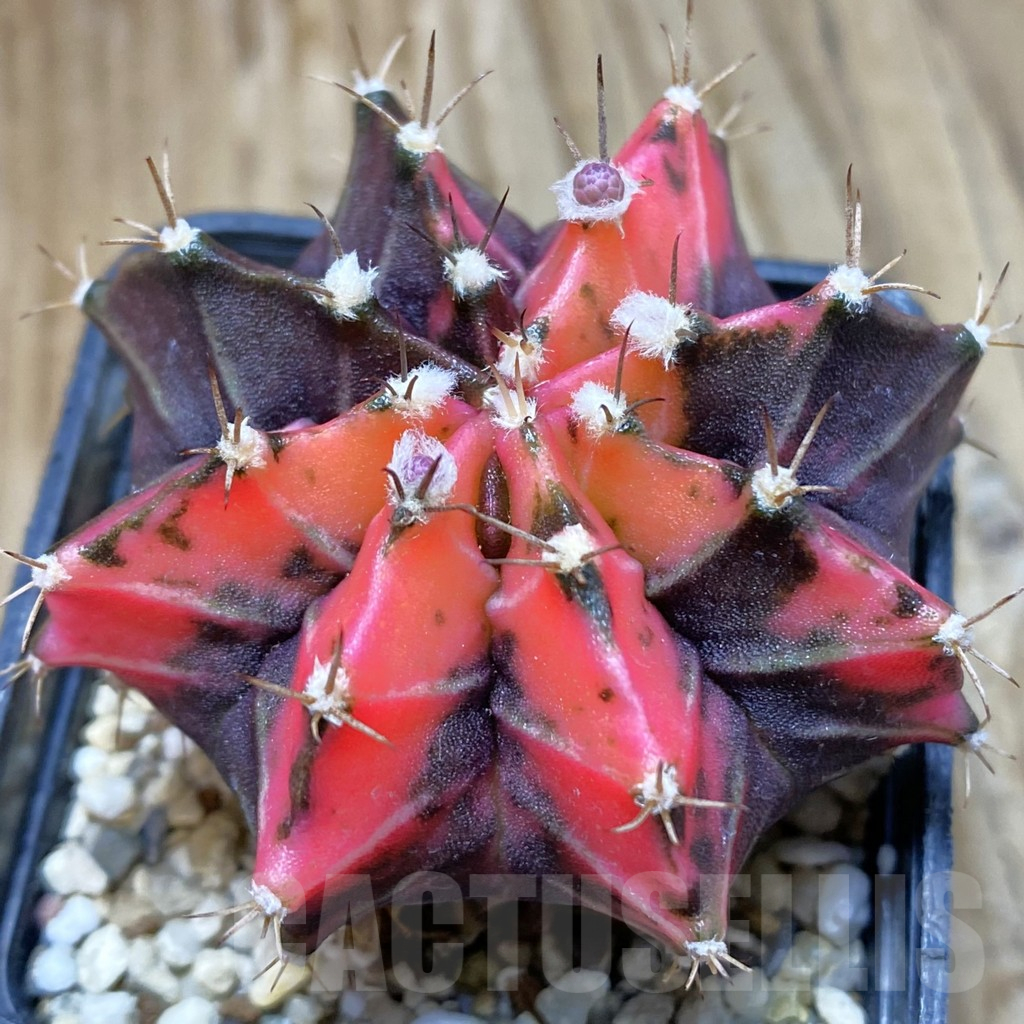 SH10360 Gymnocalycium mihanovichii f. variegata, seedling