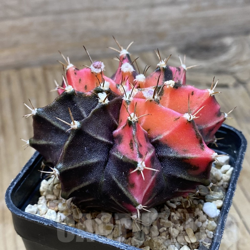 SH10360 Gymnocalycium mihanovichii f. variegata, seedling - Image 2