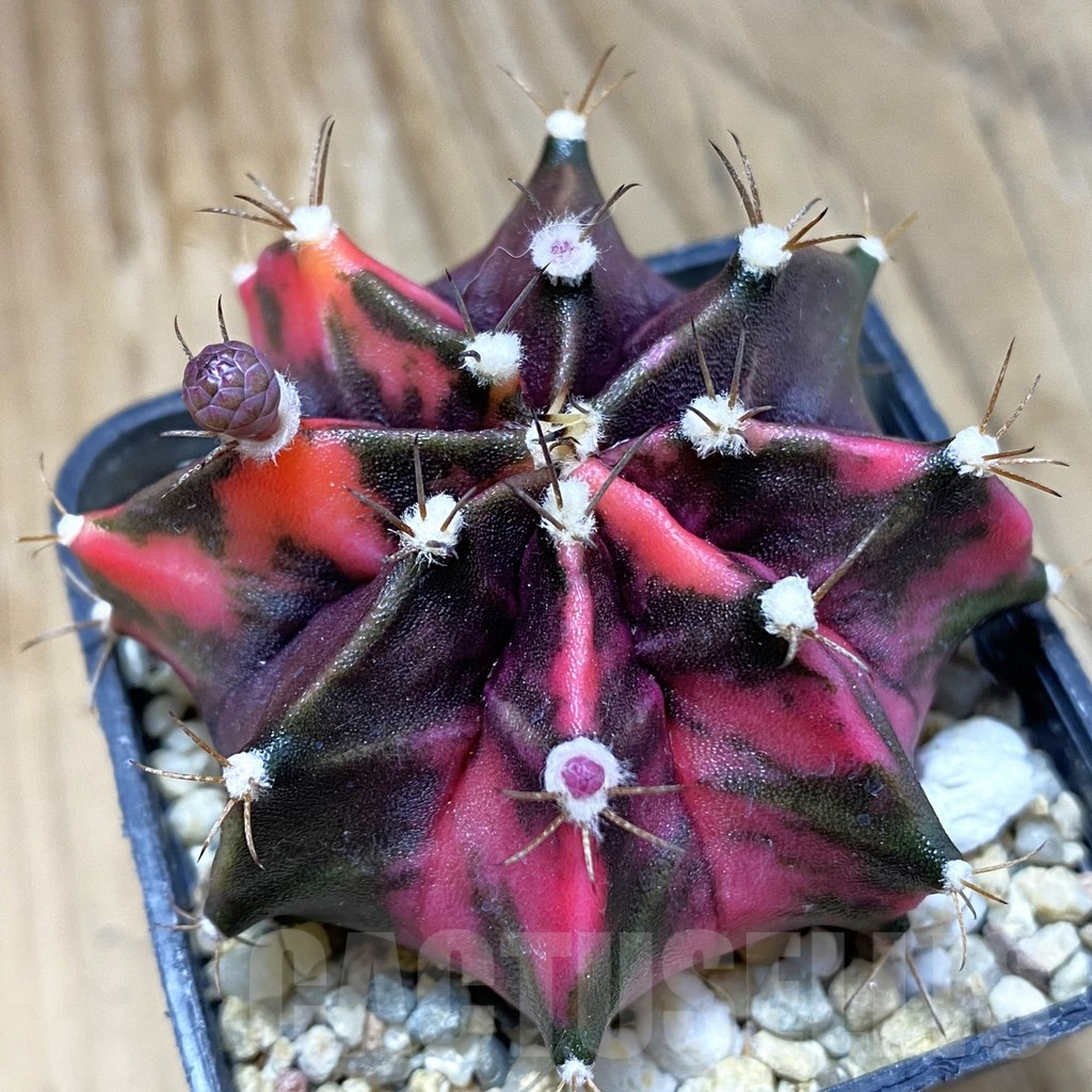 SH10362 Gymnocalycium mihanovichii f. variegata, seedling