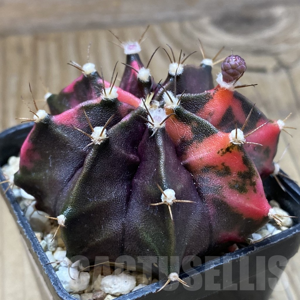 SH10362 Gymnocalycium mihanovichii f. variegata, seedling - Image 2