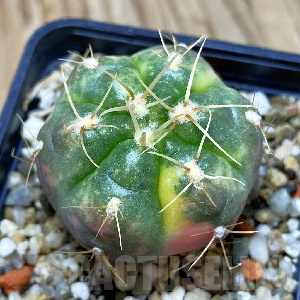 SH10365 Gymnocalycium horstii f. variegata