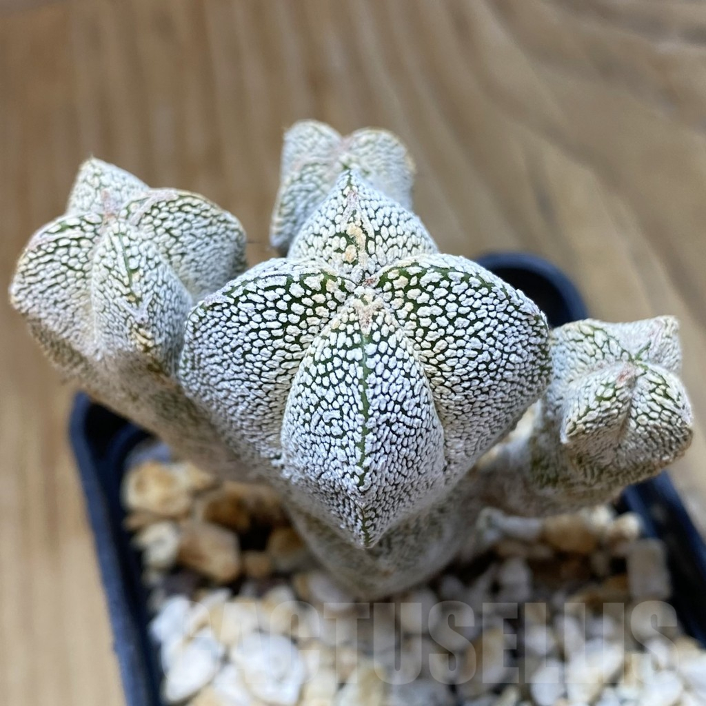 SH10371 Astrophytum myriostigma 'Onzuka' f. monstrosa
