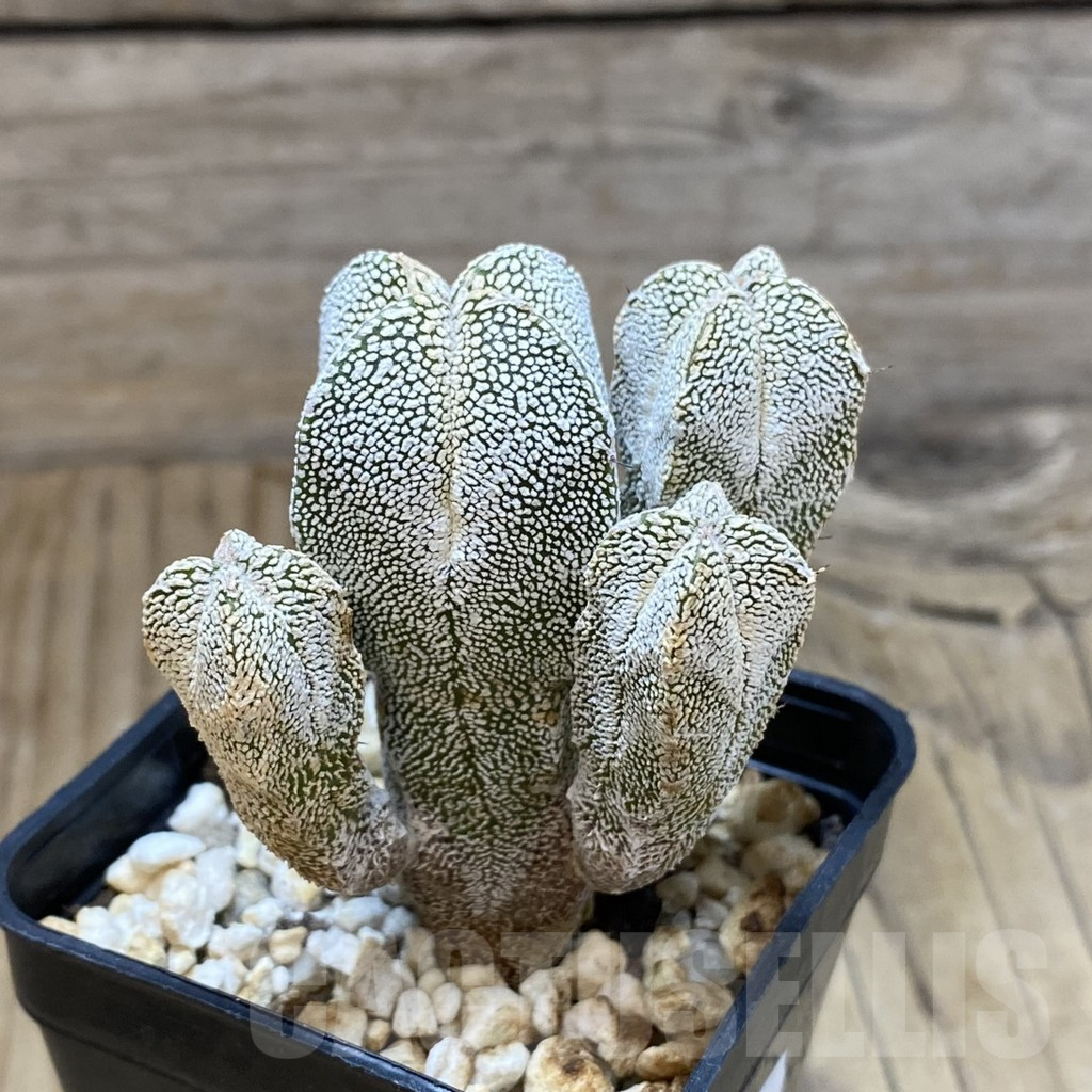 SH10371 Astrophytum myriostigma 'Onzuka' f. monstrosa - Image 2
