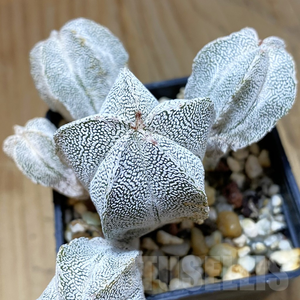 SH10372 Astrophytum myriostigma 'Onzuka' f. monstrosa
