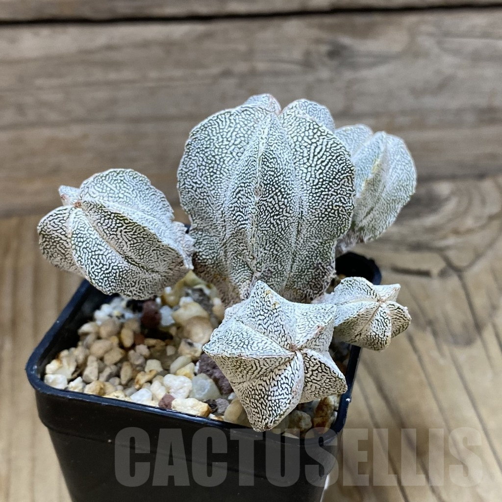 SH10372 Astrophytum myriostigma 'Onzuka' f. monstrosa - Image 2