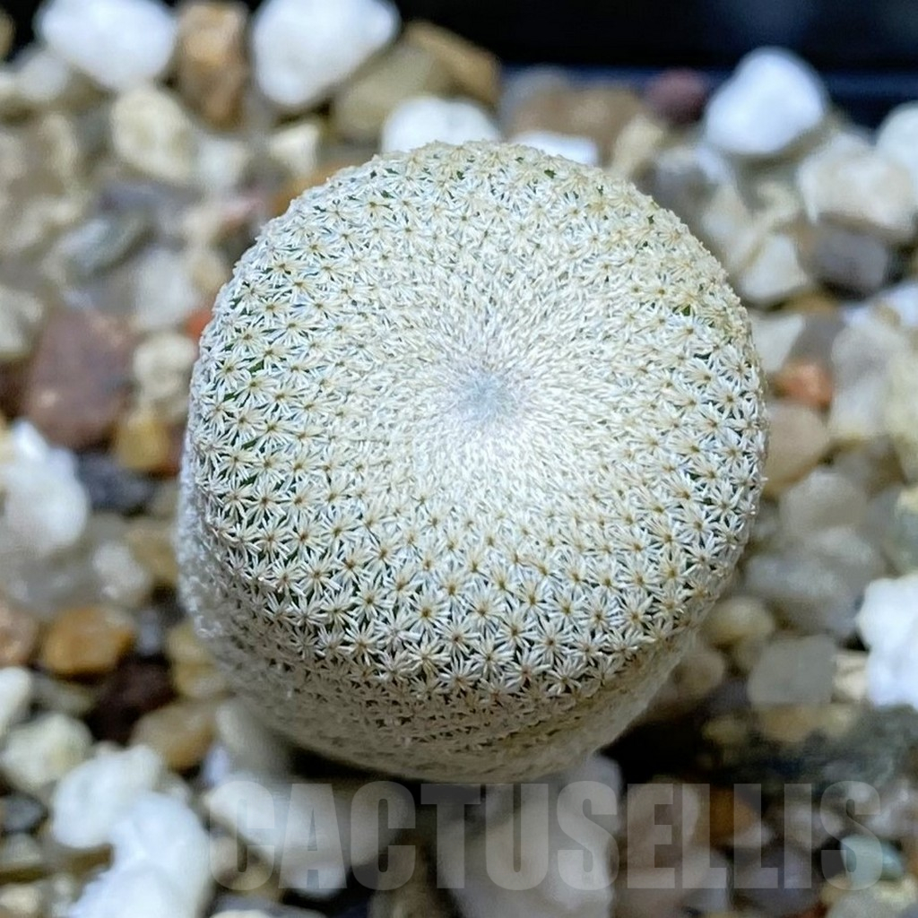 SH10374 Epithelantha bokei RS 522