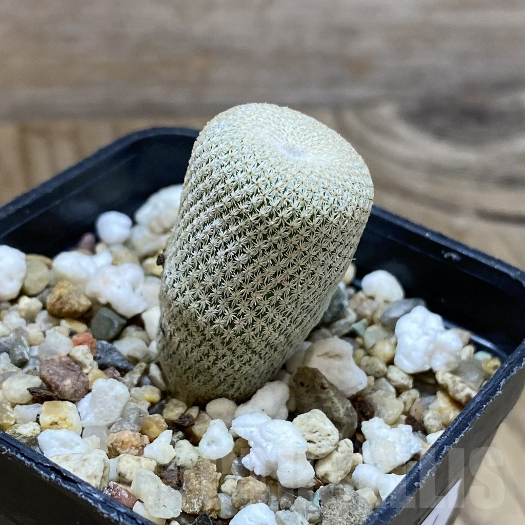 SH10374 Epithelantha bokei RS 522 - Image 2