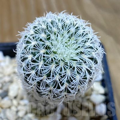 SH10375 Frailea densispina