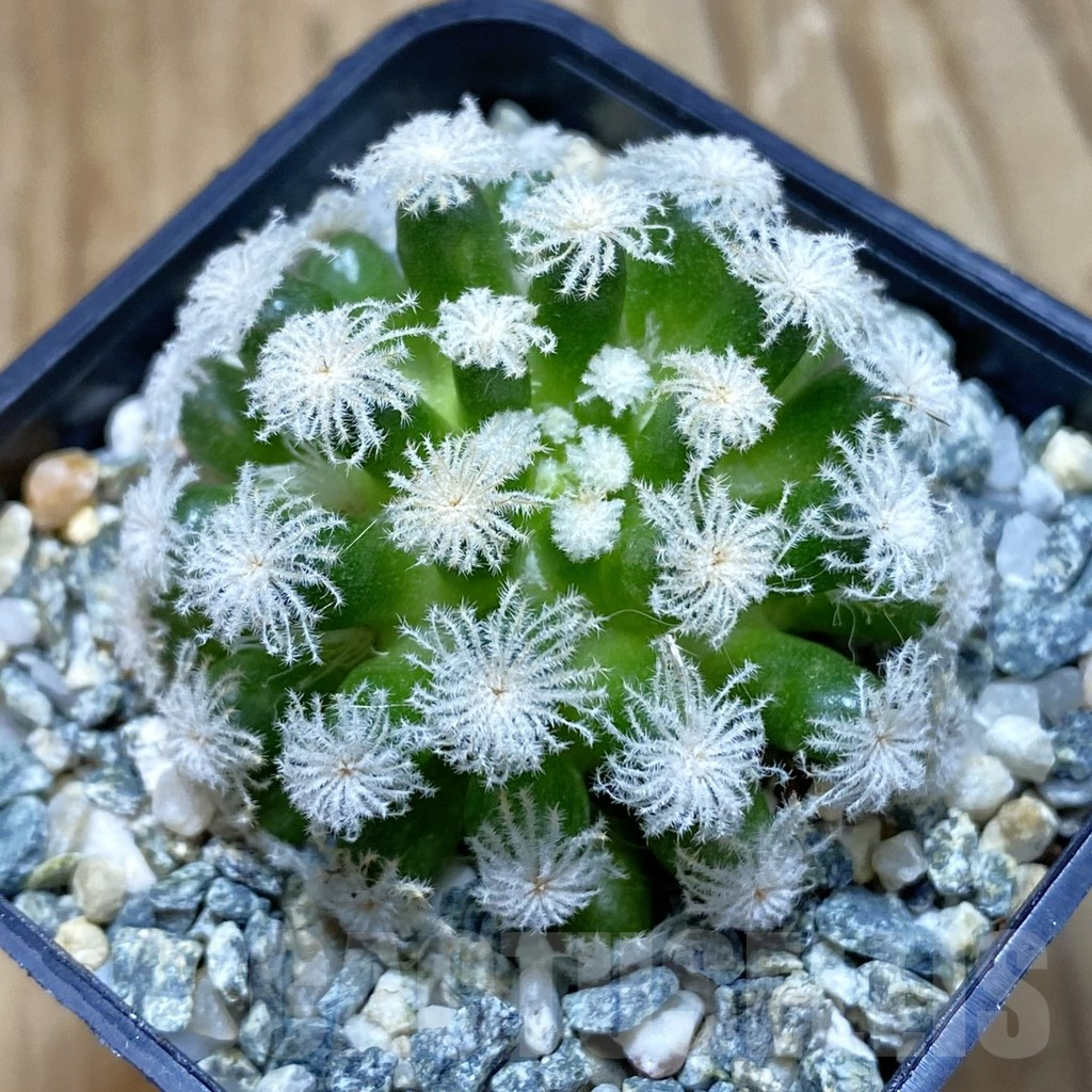 SH10328 Mammillaria plumosa ‘Snow’