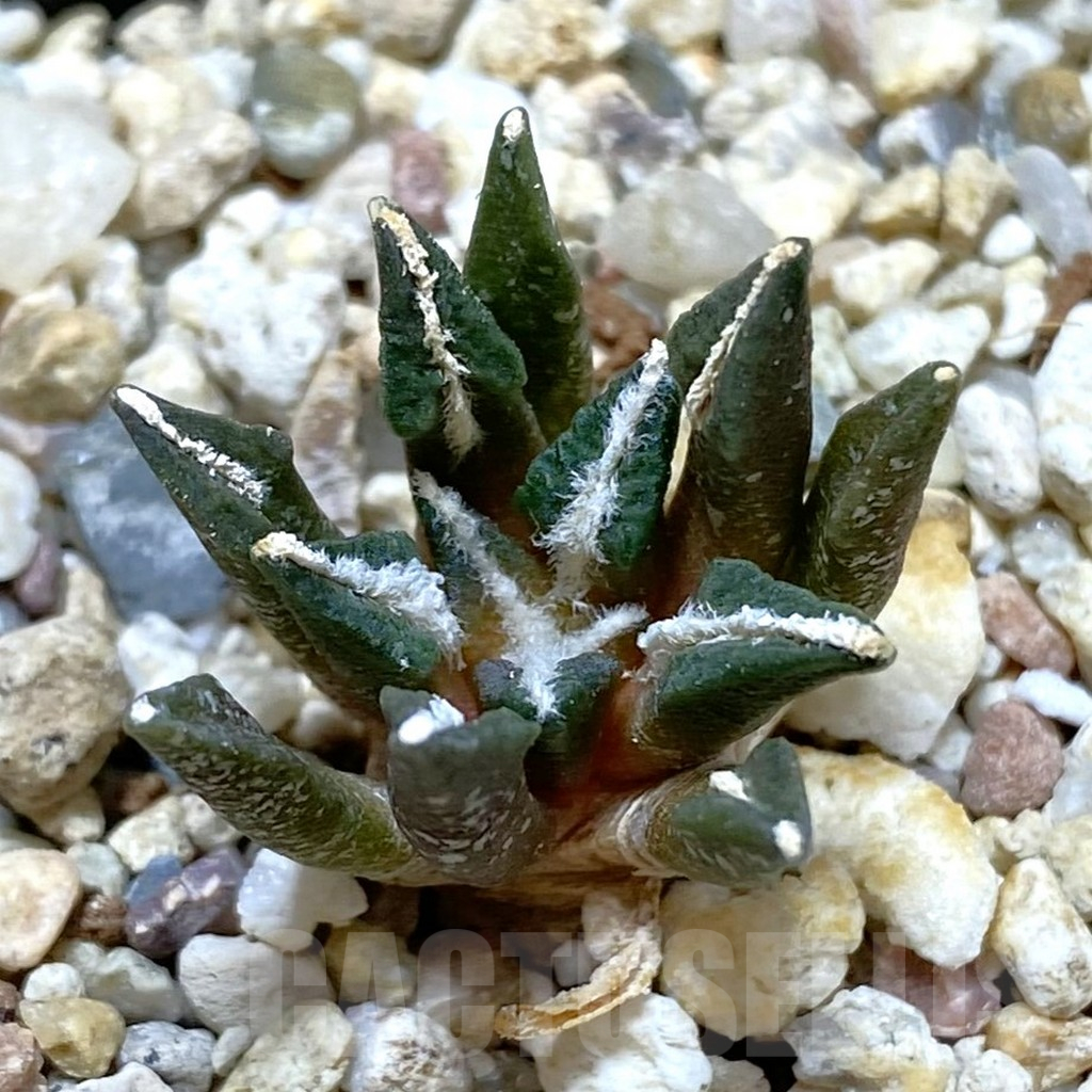 SH10380 Ariocarpus kotschoubeyanus hybrid, seedling, own roots