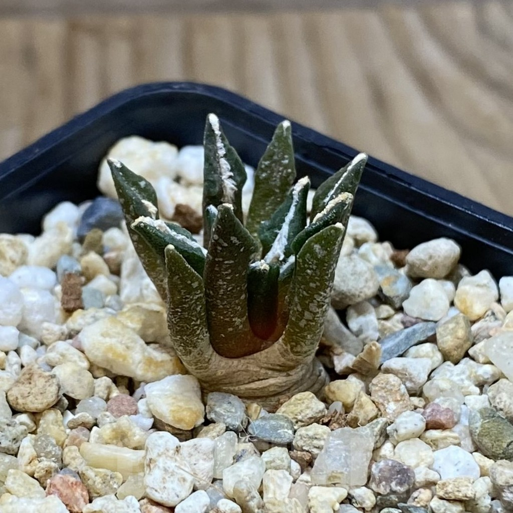 SH10380 Ariocarpus kotschoubeyanus hybrid, seedling, own roots - Image 2
