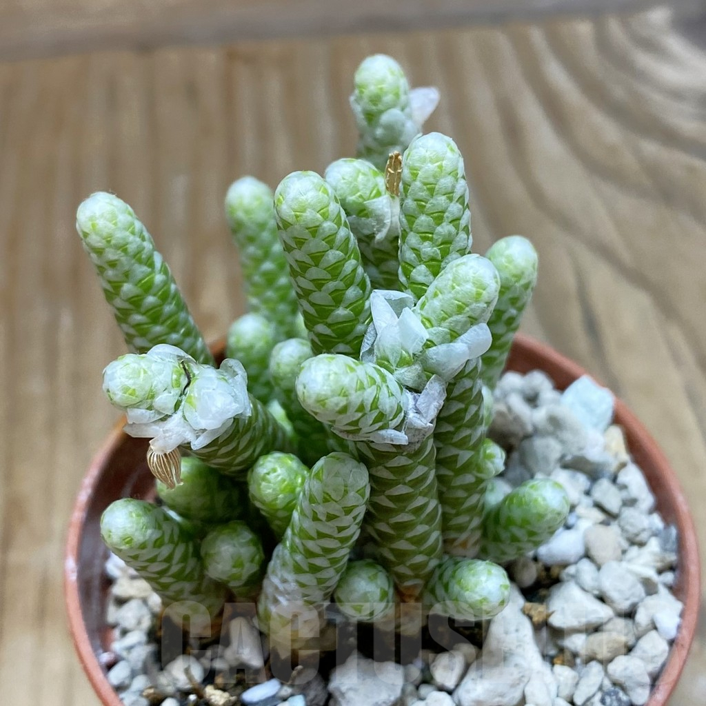 SH10382 Avonia papyracea