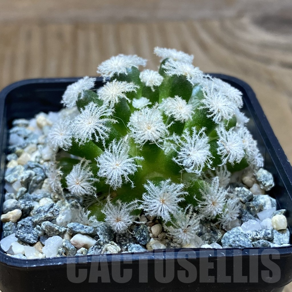 SH10328 Mammillaria plumosa ‘Snow’ - Image 2
