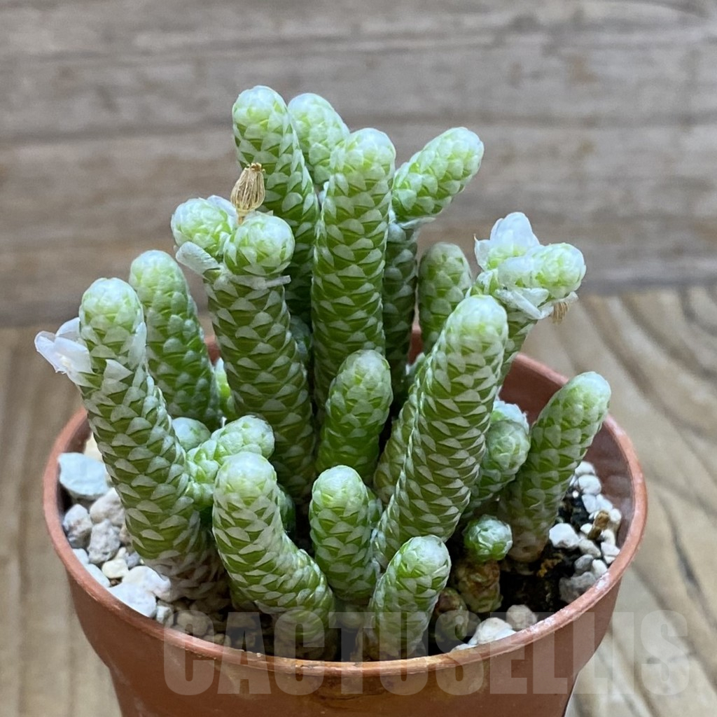 SH10382 Avonia papyracea - Image 2