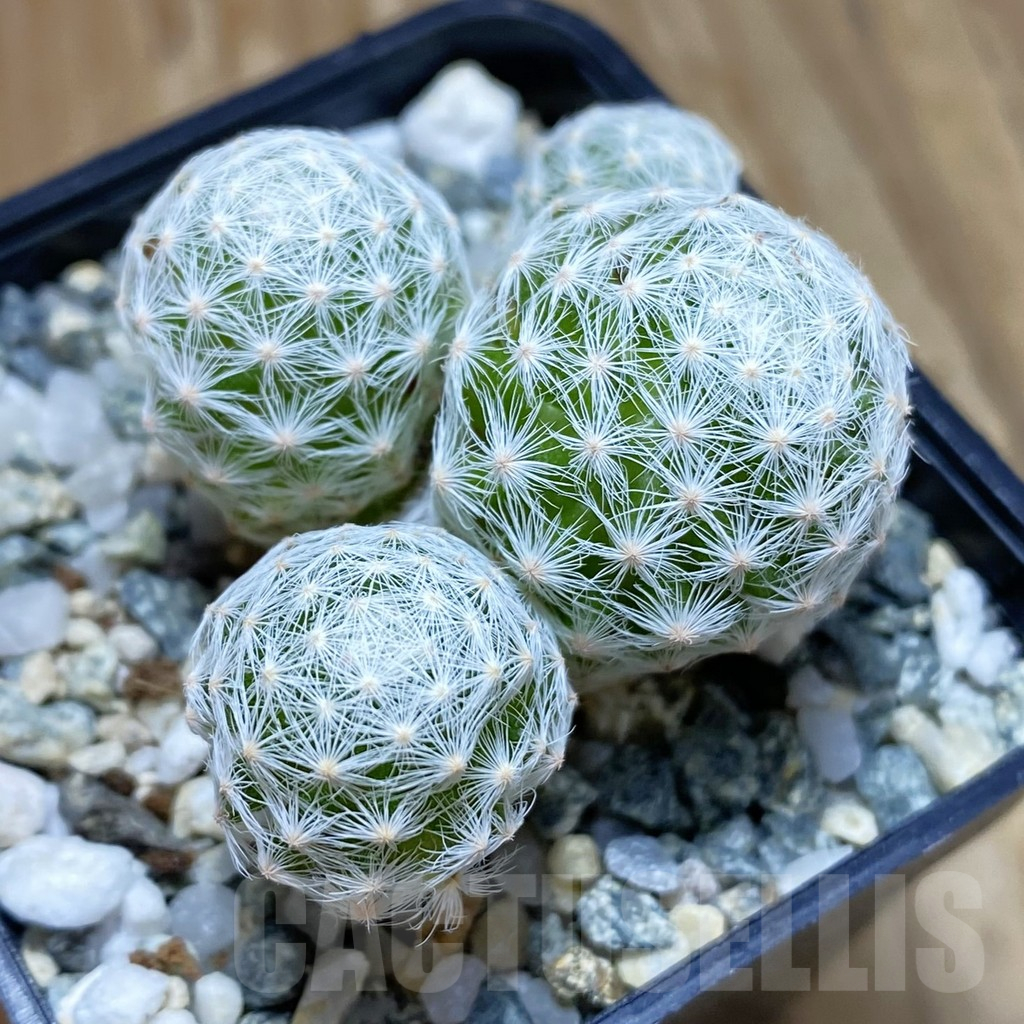 SH10323 Mammillaria humboldtii v. caespitosa