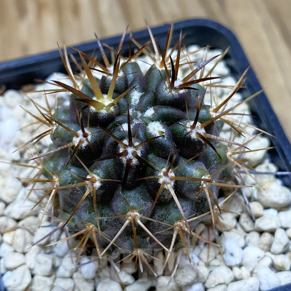 SH10331 Horridocactus curvispinus