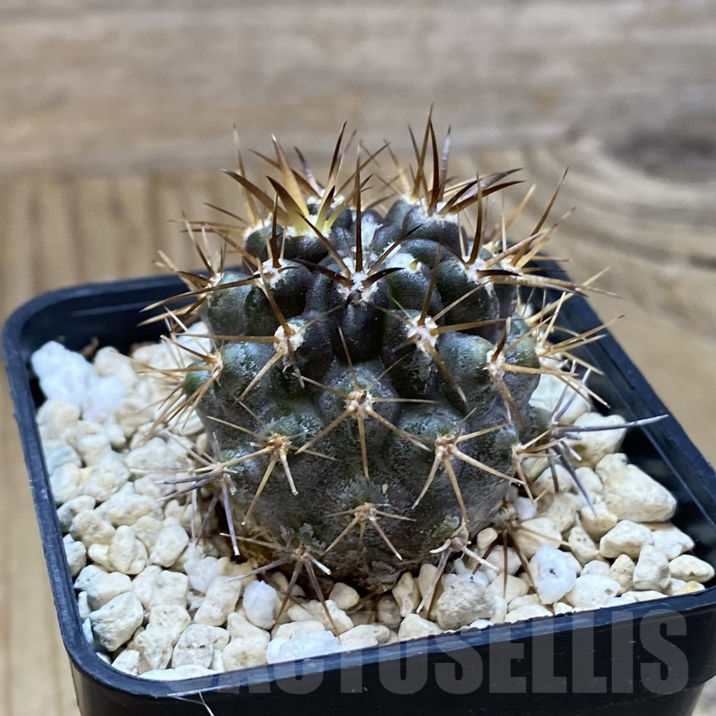 SH10331 Horridocactus curvispinus - Image 2