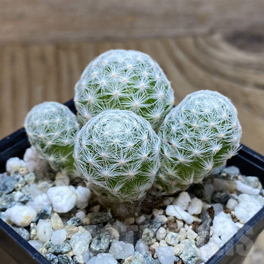 SH10323 Mammillaria humboldtii v. caespitosa - Image 2