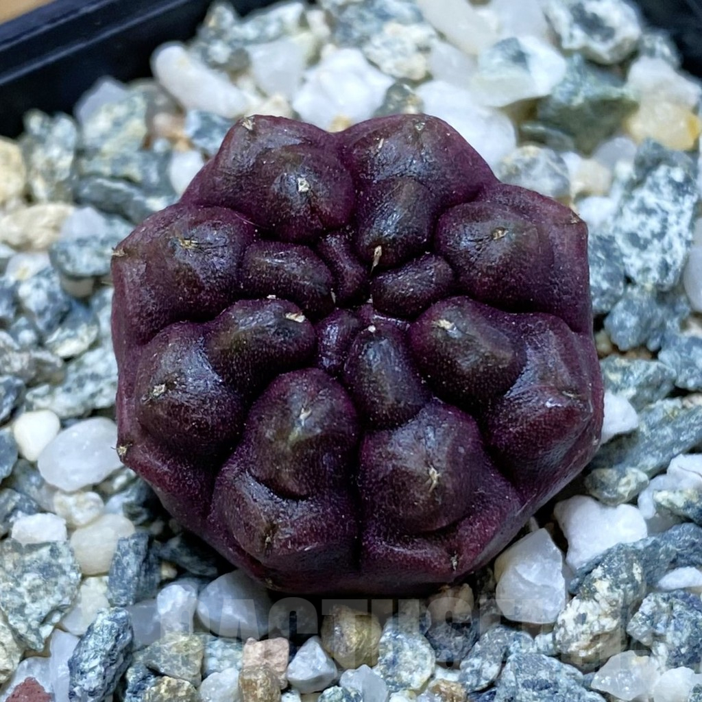 SH10333 Gymnocalycium mihanovichii ‘Day Dream’, seedling