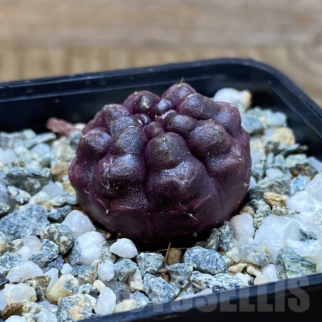 SH10333 Gymnocalycium mihanovichii ‘Day Dream’, seedling - Image 2