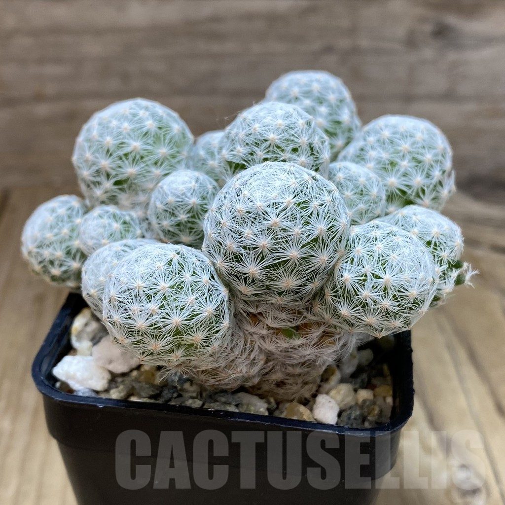 SH10324 Mammillaria humboldtii v. caespitosa - Image 2