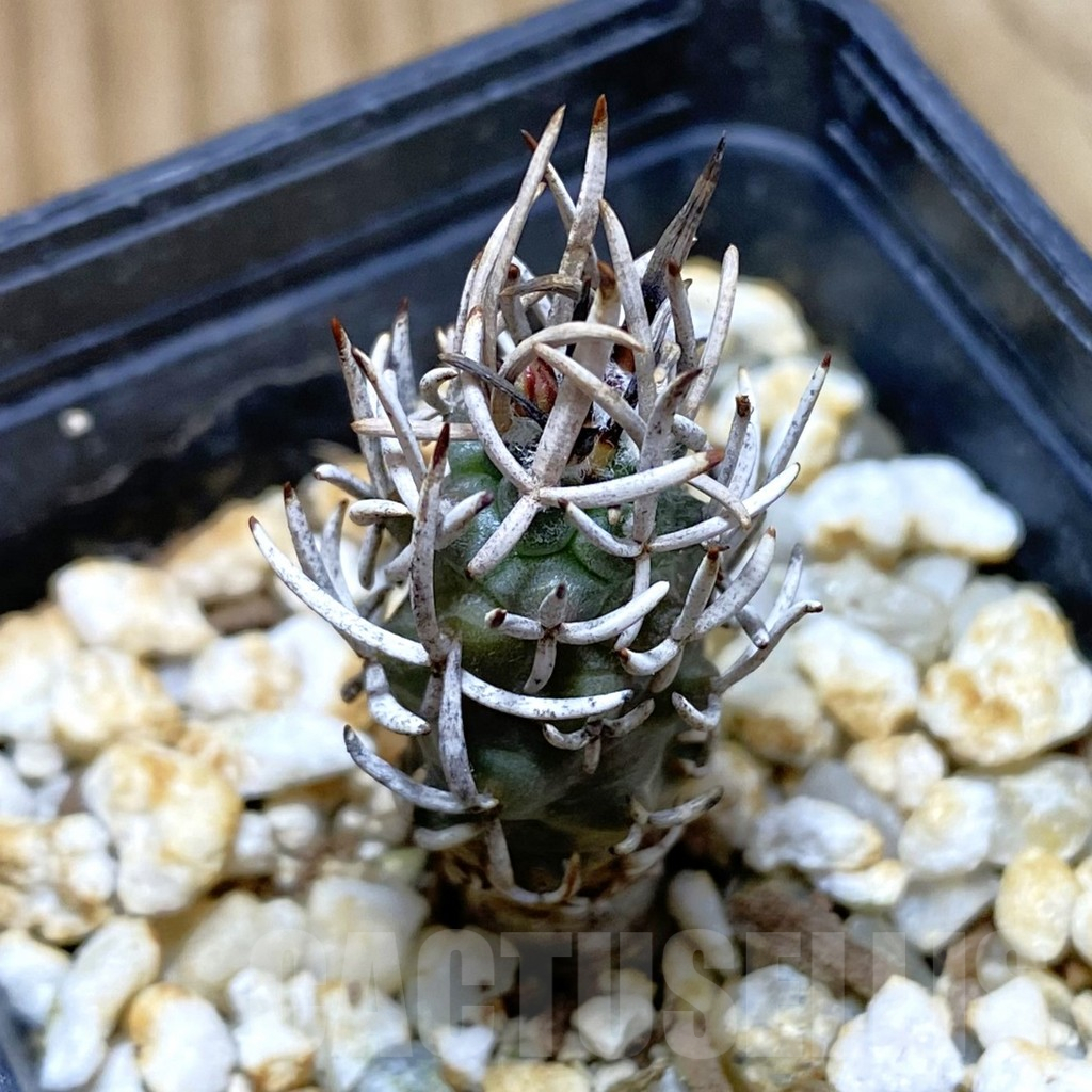 SH10488 Turbinicarpus flaviflorus