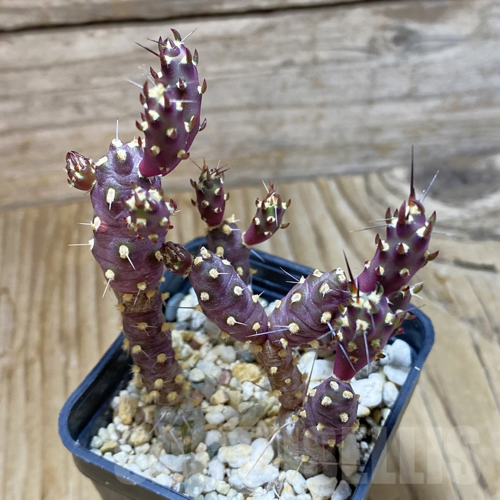 SH10489 Tephrocactus nigrispinus - Image 2