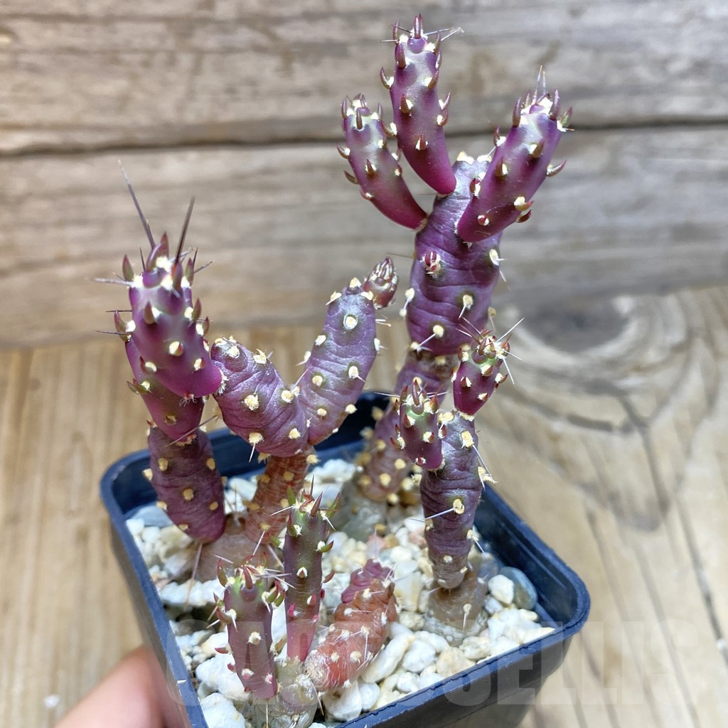 SH10489 Tephrocactus nigrispinus