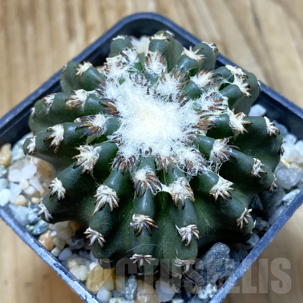 SH10491 Discocactus horstii