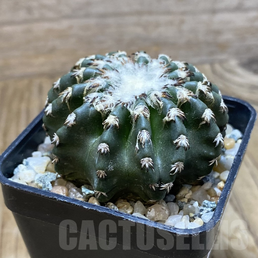SH10491 Discocactus horstii - Image 2