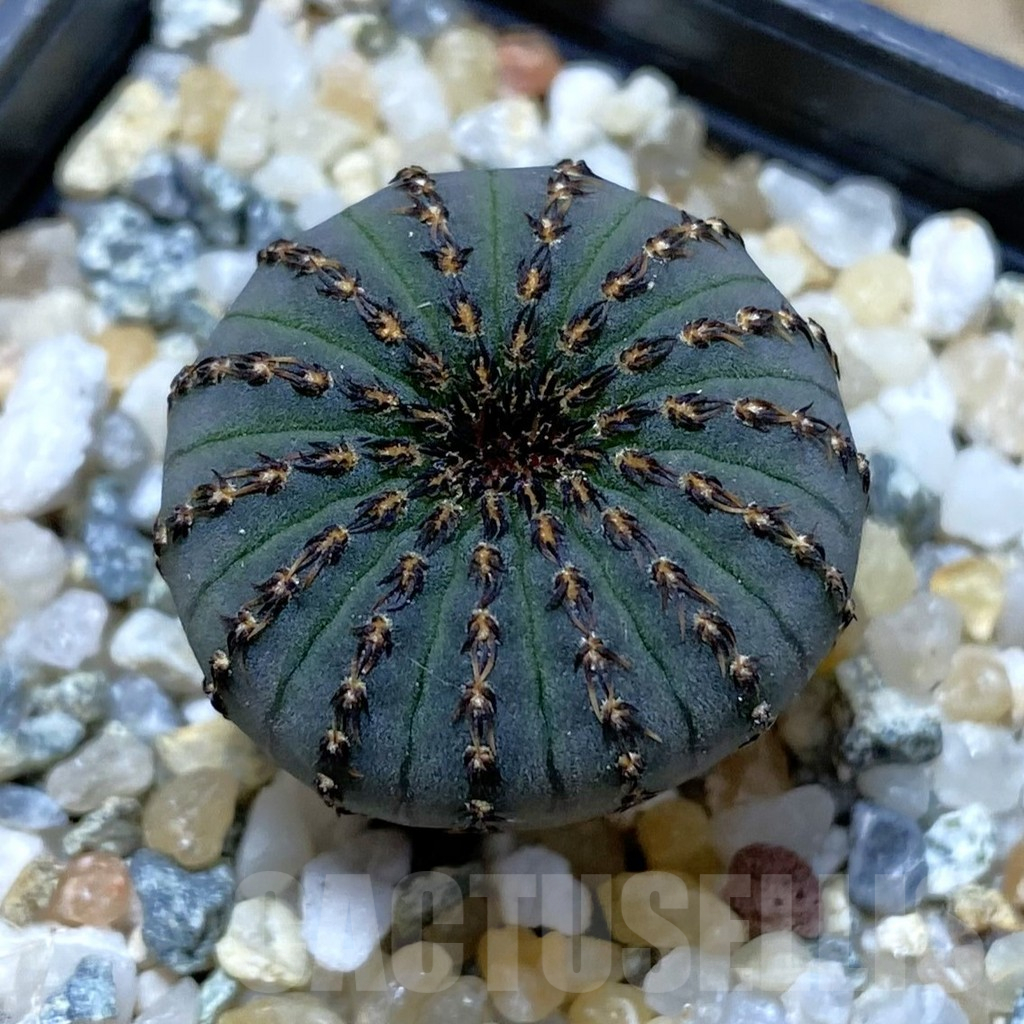 SH10494 Frailea asterioides