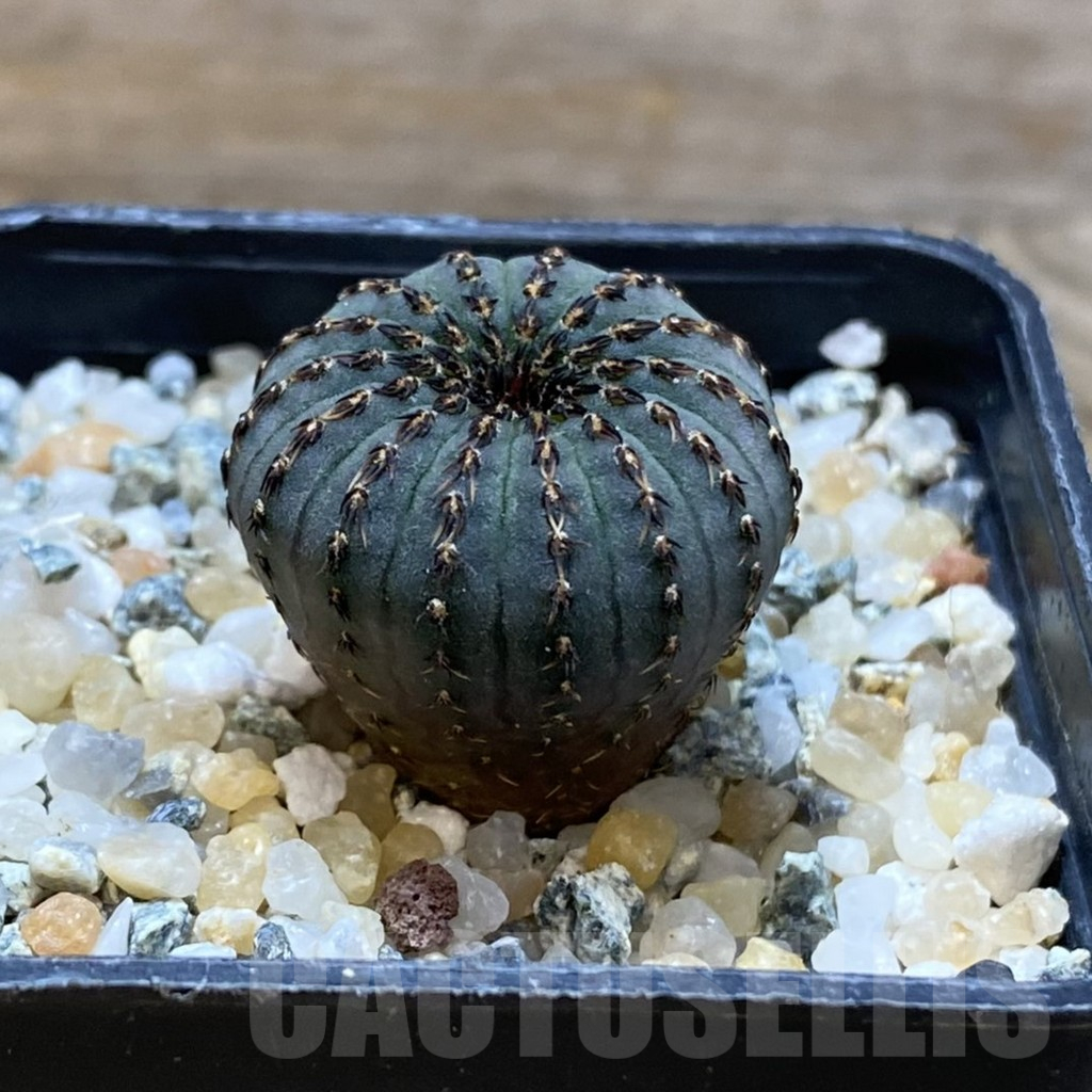 SH10494 Frailea asterioides - Image 2