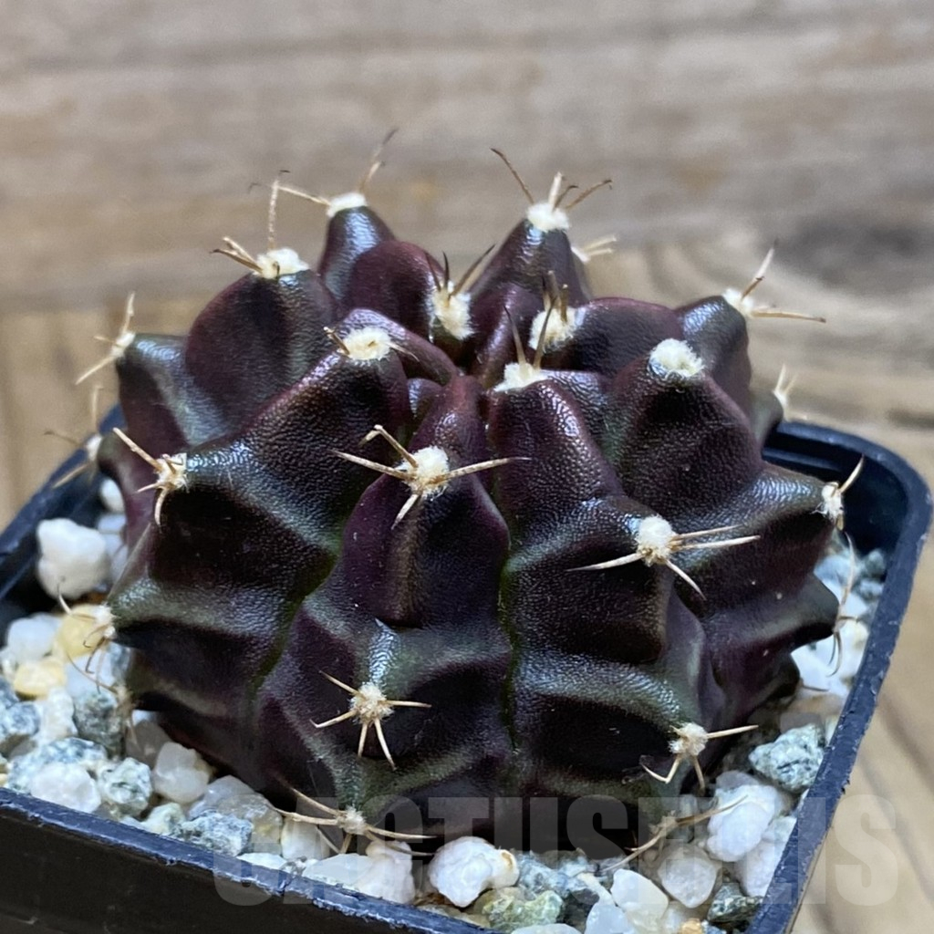 SH10507 Gymnocalycium mihanovichii ‘Black Widow’, seedling - Image 2