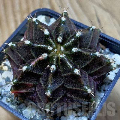 SH10508 Gymnocalycium mihanovichii ‘Black Widow’, seedling