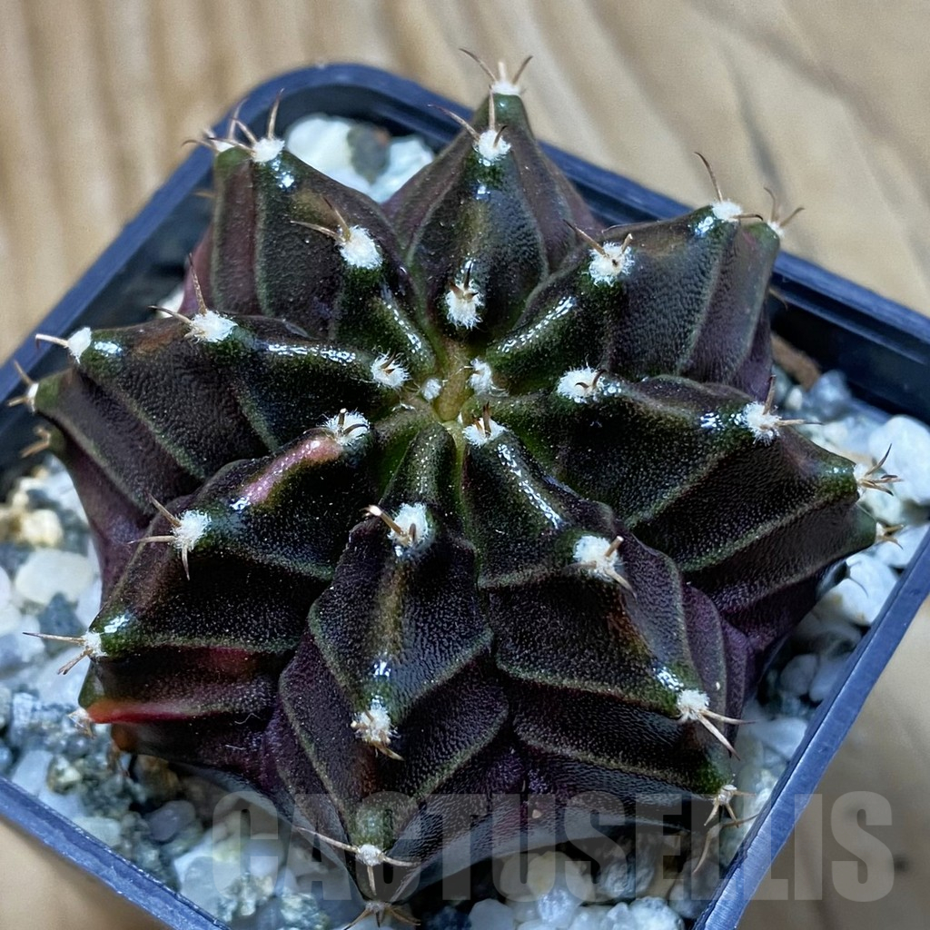 SH10508 Gymnocalycium mihanovichii ‘Black Widow’, seedling