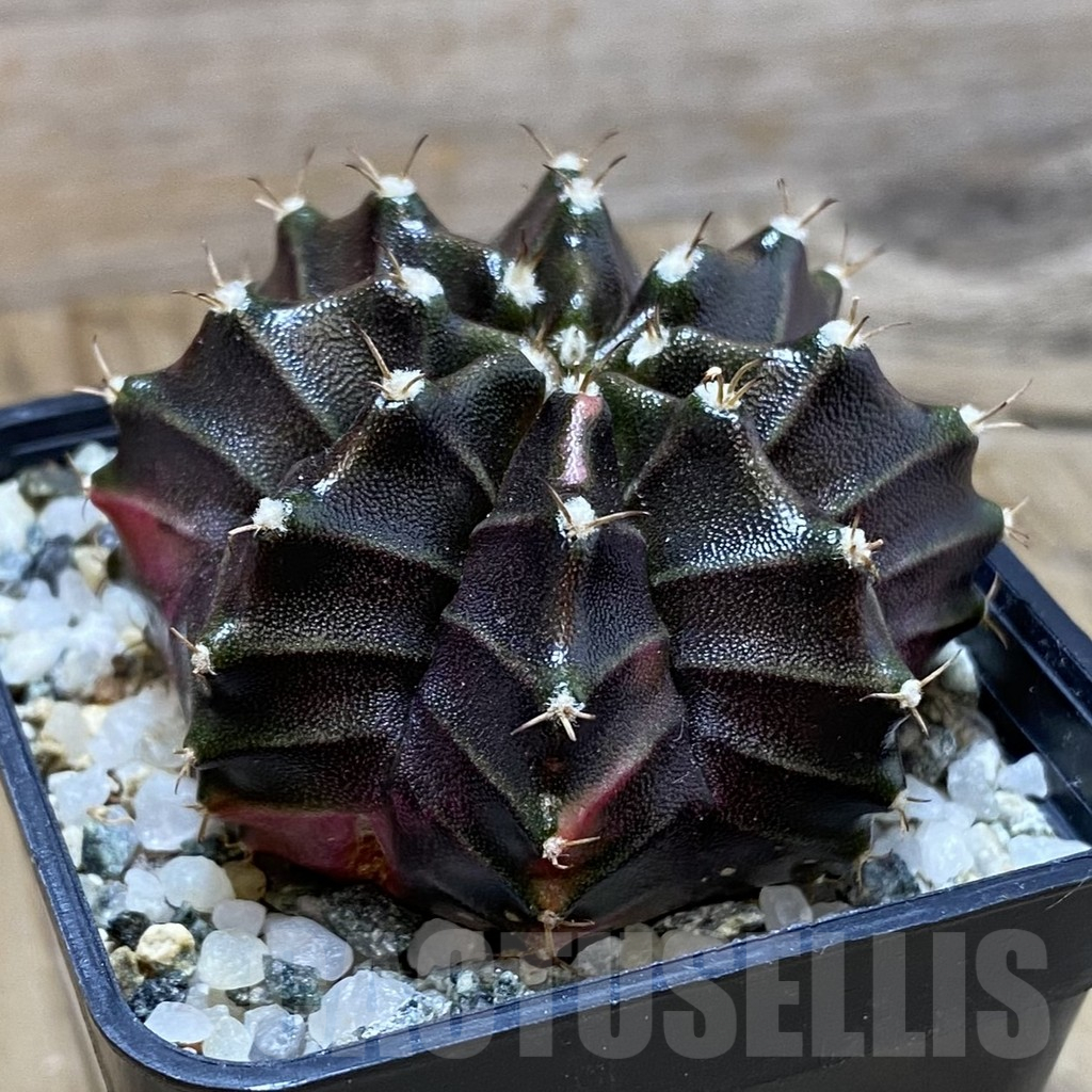 SH10508 Gymnocalycium mihanovichii ‘Black Widow’, seedling - Image 2