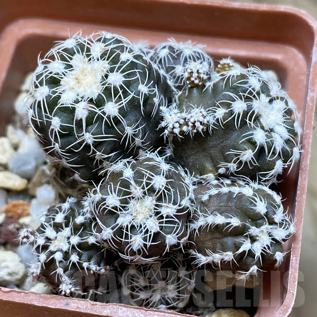 SH10462 Gymnocalycium bruchii