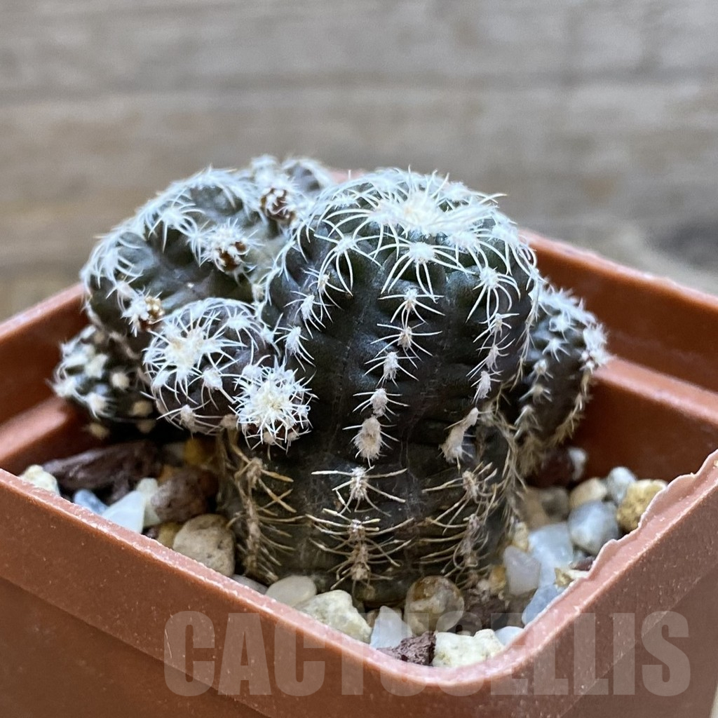 SH10462 Gymnocalycium bruchii - Image 2