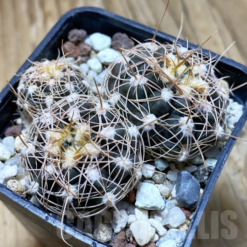 SH10463 Gymnocalycium bruchii