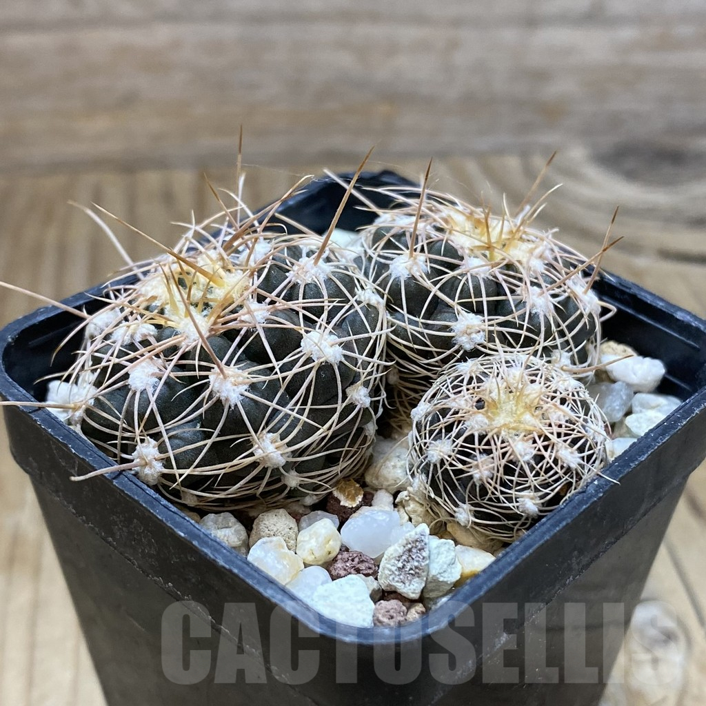 SH10463 Gymnocalycium bruchii - Image 2