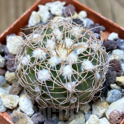 SH10465 Gymnocalycium bruchii v. hossei