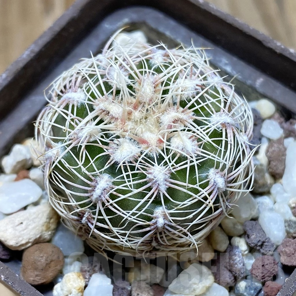 SH10466 Gymnocalycium bruchii v. albispinum