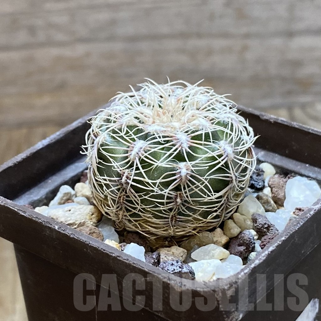 SH10466 Gymnocalycium bruchii v. albispinum - Image 2