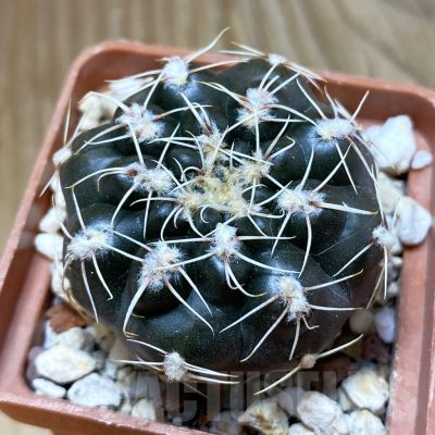SH10470 Gymnocalycium affine