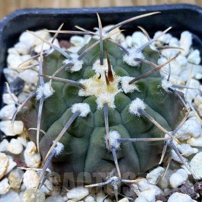 SH10471 Gymnocalycium vatteri