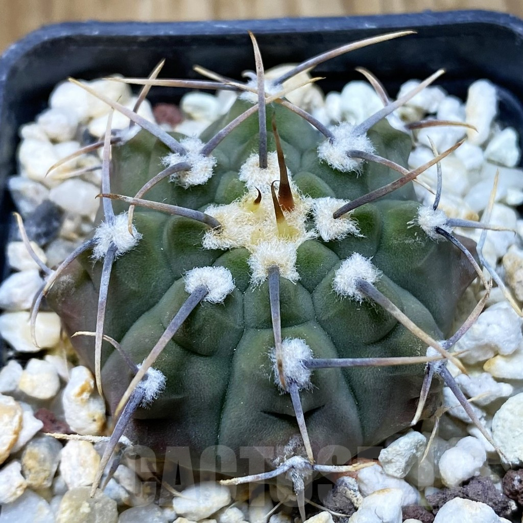 SH10471 Gymnocalycium vatteri